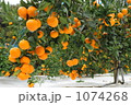 みかん 1074268