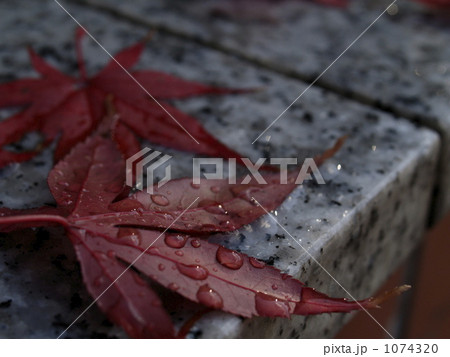 落ちてなお美し 落ちてなお美し 1074320