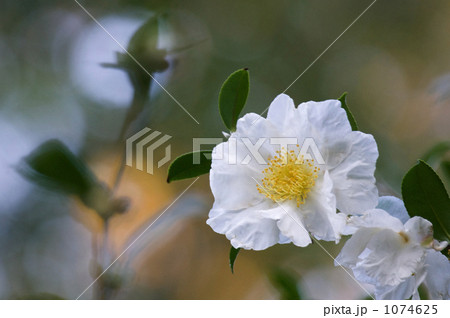 白いサザンカの花 白いサザンカの花 1074625