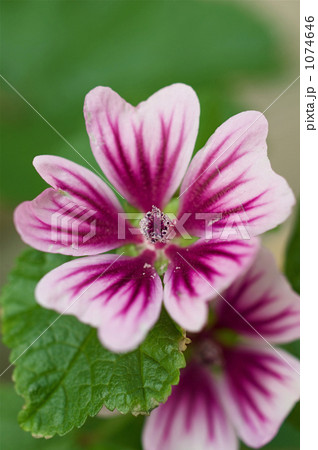 ゼニアオイの花 1074646