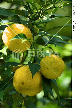 ダイダイの実 1074648