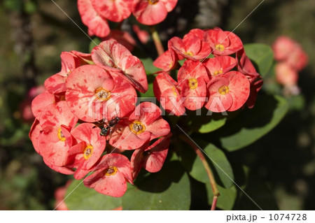 斑入りのハナキリンの花 1074728