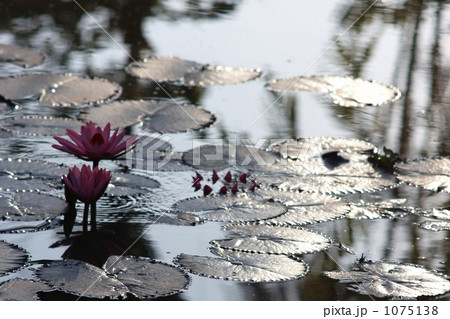 睡蓮の咲く池 睡蓮の咲く池 1075138