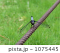 休憩するシオカラトンボ 1075445