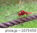 休む赤とんぼ 1075450