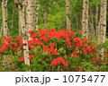 白樺とレンゲツツジ 001 白樺とレンゲツツジ 001 1075477
