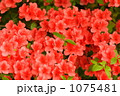 ヤマツツジ 001 ヤマツツジ 001 1075481