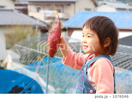 芋ほり 1076046