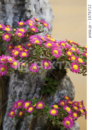 菊盆栽 菊盆栽 1076712