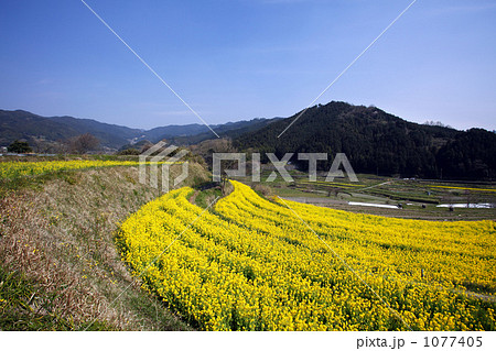 明日香村稲淵の棚田 1077405