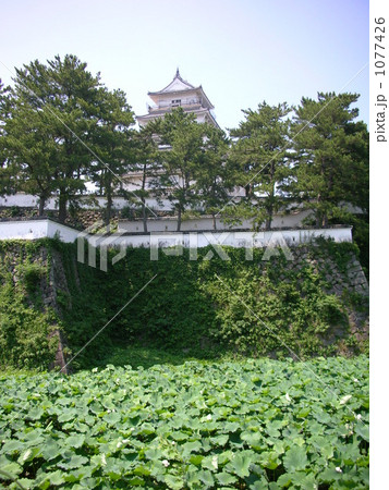 島原城天守と城壁 島原城天守と城壁 1077426