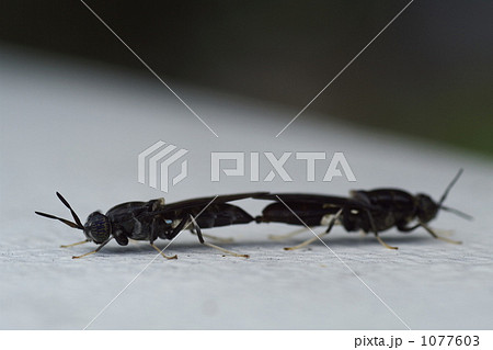 ベッコウバチ 1077603