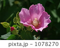 芙蓉の花 1078270