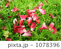赤い薔薇の花びら 1078396