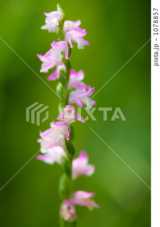 ねじり草 ねじり草 1078857