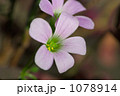 オキザリス　紫の舞 1078914
