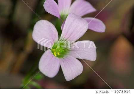 オキザリス 紫の舞 オキザリス 紫の舞 1078914