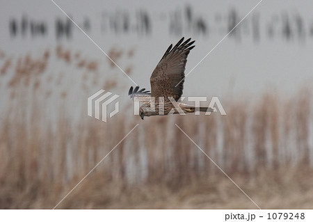 チュウヒの飛翔 チュウヒの飛翔 1079248