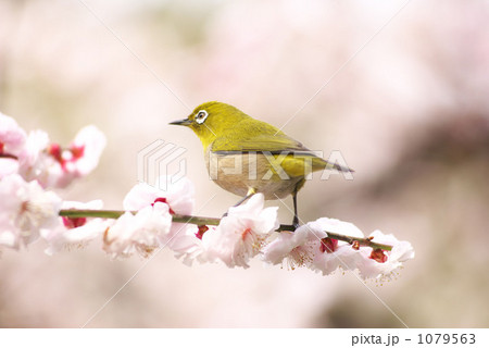 メジロ 1079563