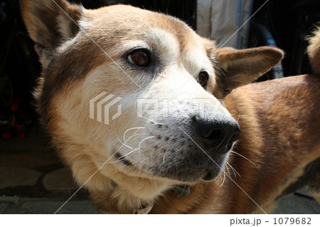振り向くイヌ 1079682