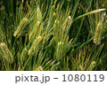 麦 1080119