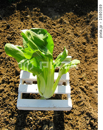 椅子に座るちんげんさい 1080389