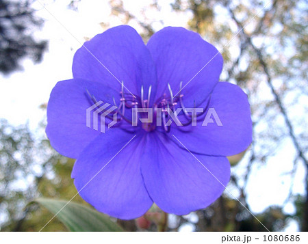 人目に付く大きい紫の花紫紺野牡丹の写真素材
