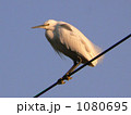1080695