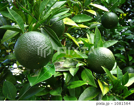 だいだい だいだい 1081564