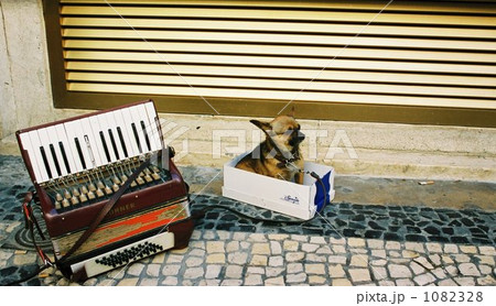アコーディオンと子犬 1082328