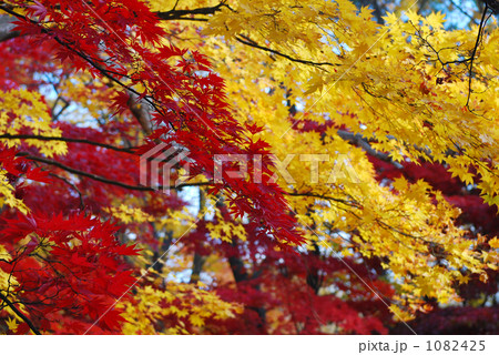 黄色と赤の葉 1082425