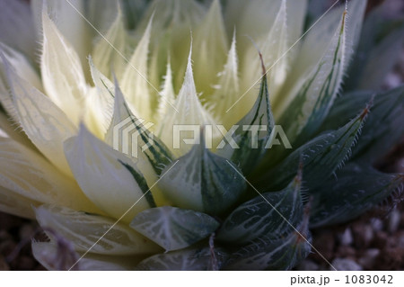 ハオルチア 1083042