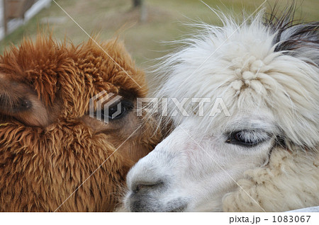 たわむれるアルパカ 1083067