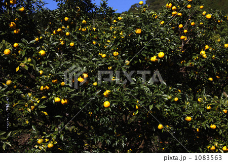 実生柚子の木 1083563