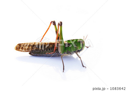 トノサマバッタ 1083642