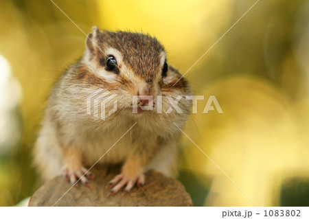 あーそぼっ 1083802