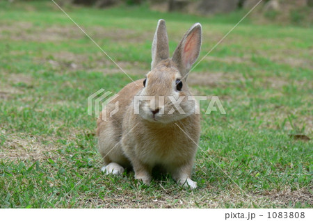 うさんぽ 1083808