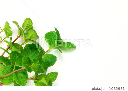 ミント 1083981
