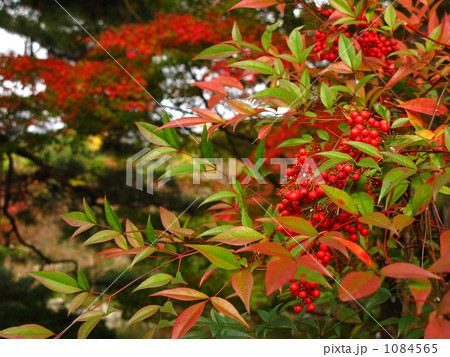紅く色づく南天 1084565