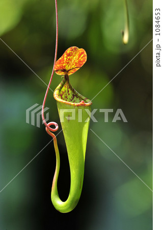 ウツボカズラ 1084653
