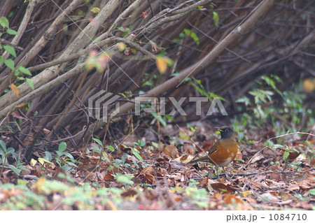 アカハラ 1084710