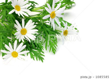 マーガレット 1085585