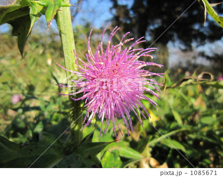 あざみ あざみ 1085671