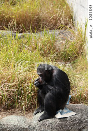 チンパンジーのたそがれ チンパンジーのたそがれ 1085848