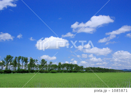 大潟村の田園風景とポプラ並木 1085871