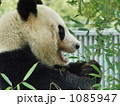 パンダ 1085947