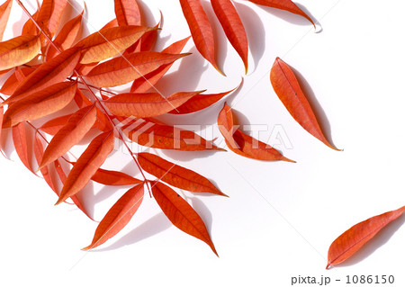 ハゼの落ち葉 1086150