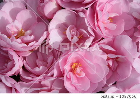 さざんか さざんか 1087056