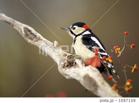 あかげら 1087139