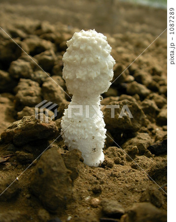 シロオニタケ 1087289